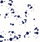 Blue Blob